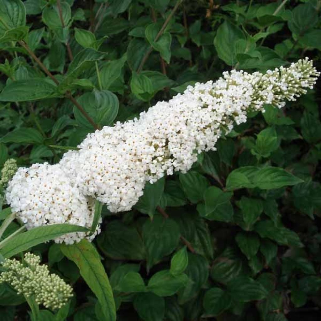 Buddleja davidii White Profusion - Sommerflieder