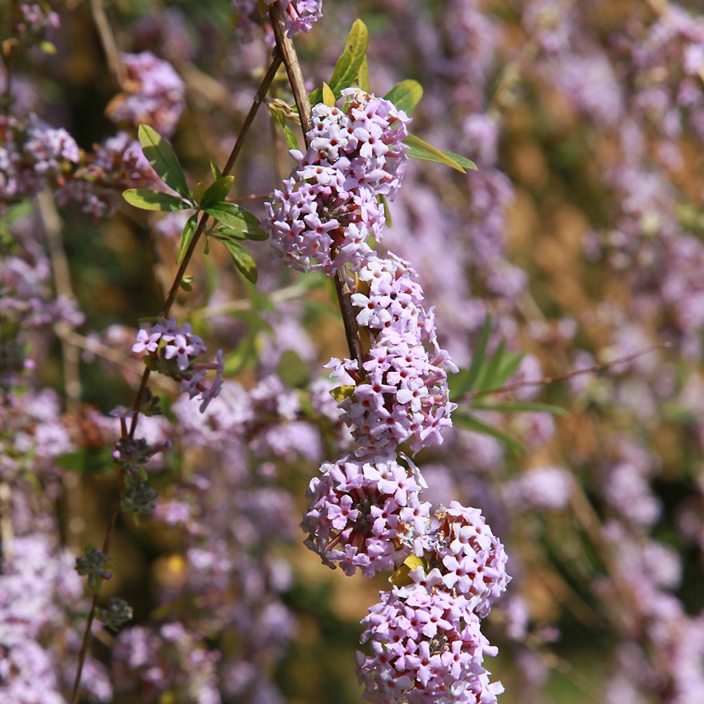 Buddleja alternifolia - Wechselblättriger Sommerflieder