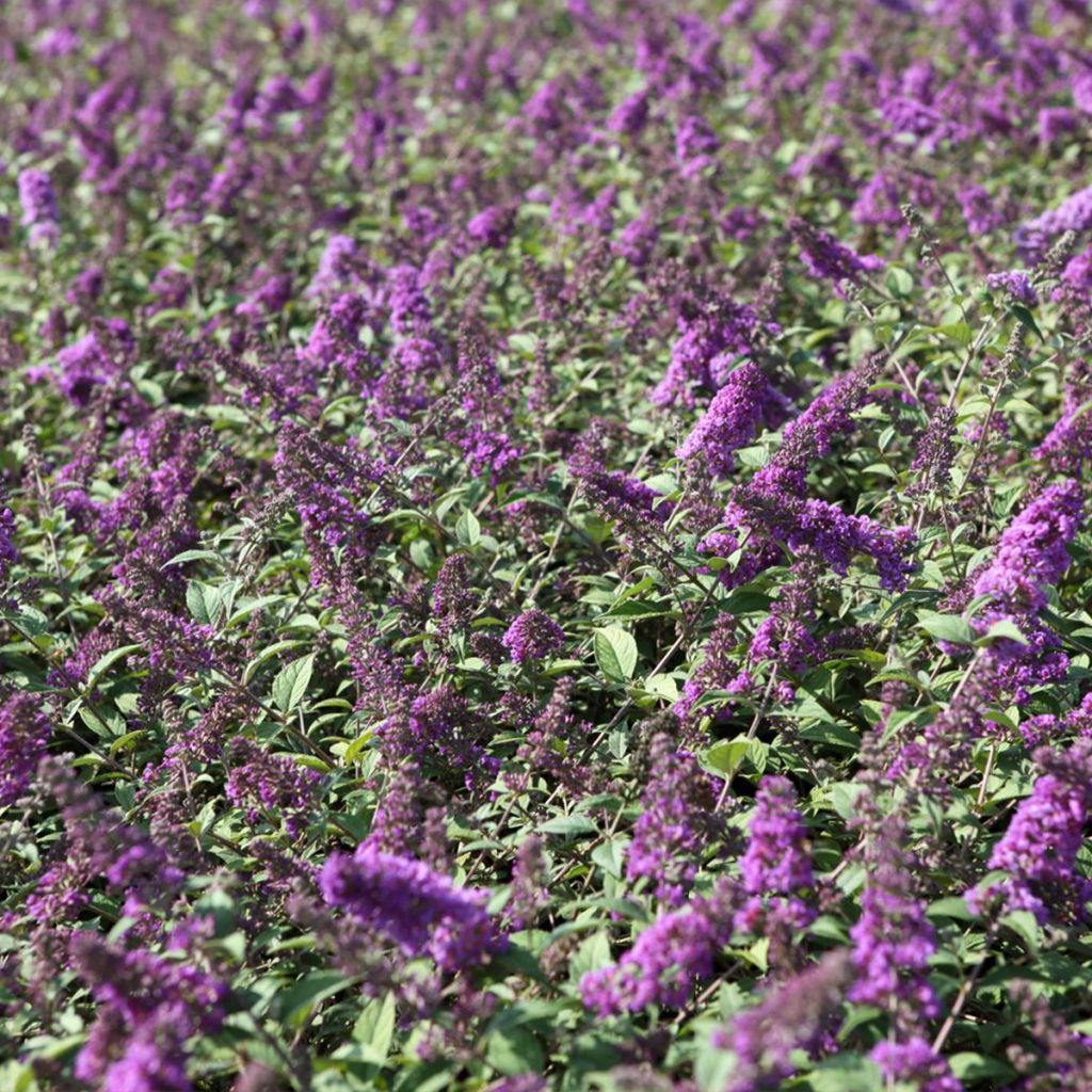 Buddleia Blue Chip - Arbre aux papillons nain