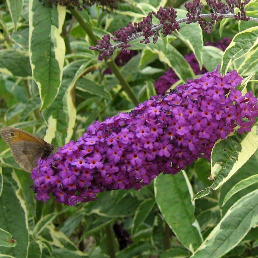 Buddleja davidii Harlequin - Sommerflieder