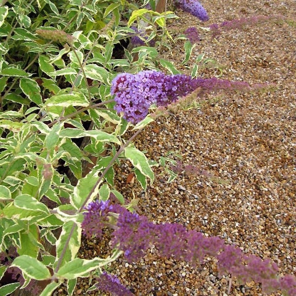 Buddleia davidii Harlequin - Arbre à papillons panaché