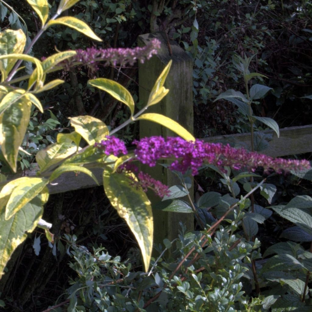 Buddleja davidii Masquerade - Sommerflieder