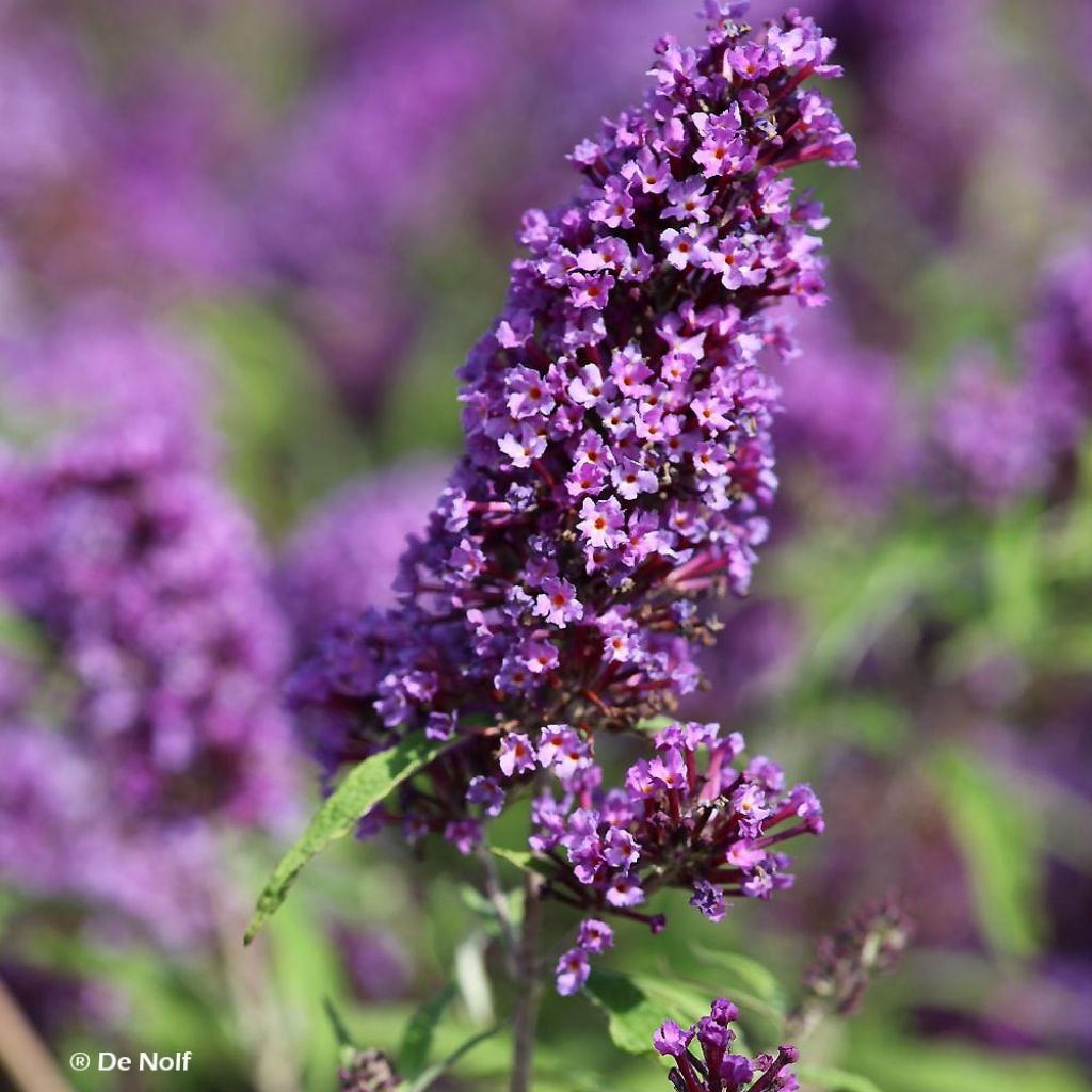 Buddleja davidii Purple Emperor - Sommerflieder