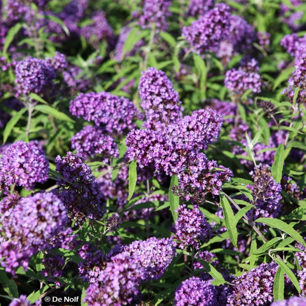 Buddleja davidii Purple Emperor - Sommerflieder