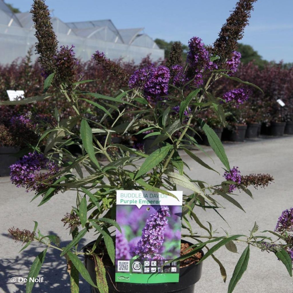 Buddleja davidii Purple Emperor - Sommerflieder