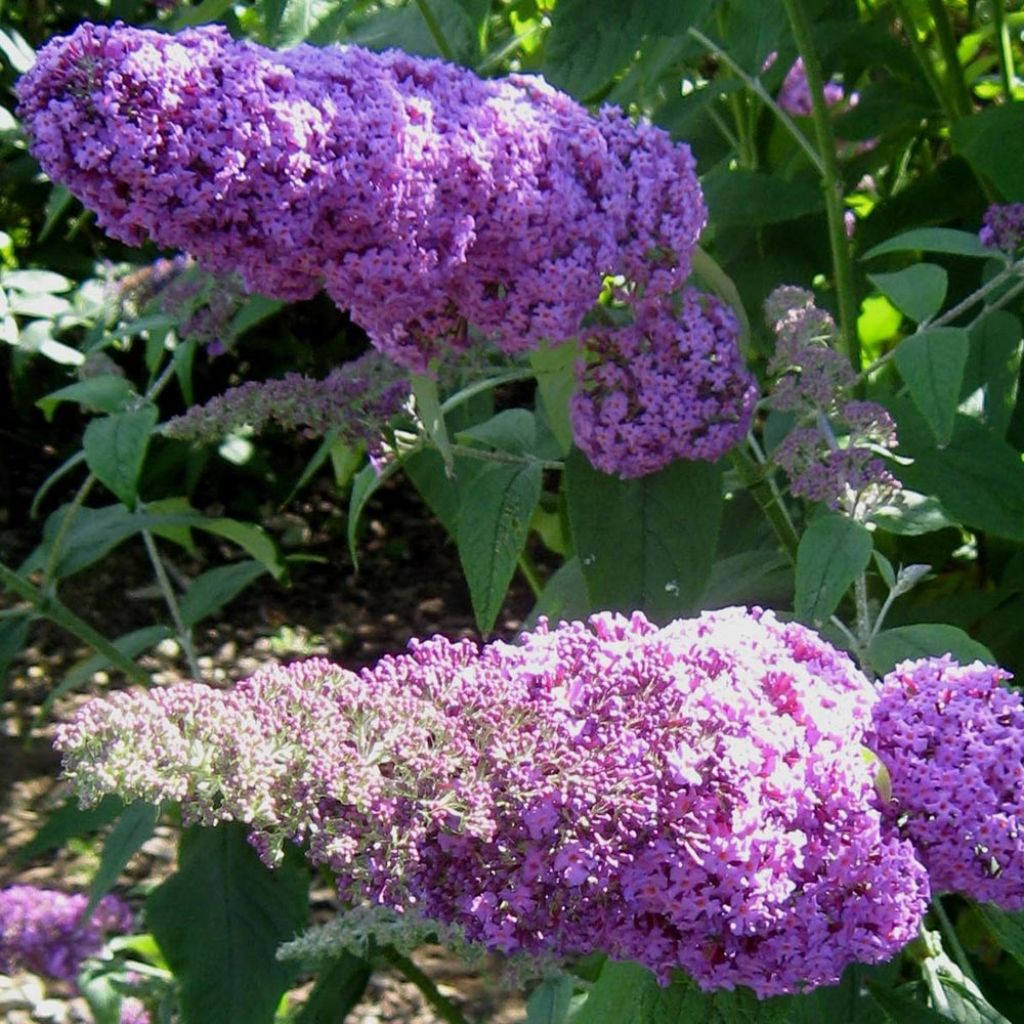 Buddleja davidii Rêve de Papillon Pink - Sommerflieder