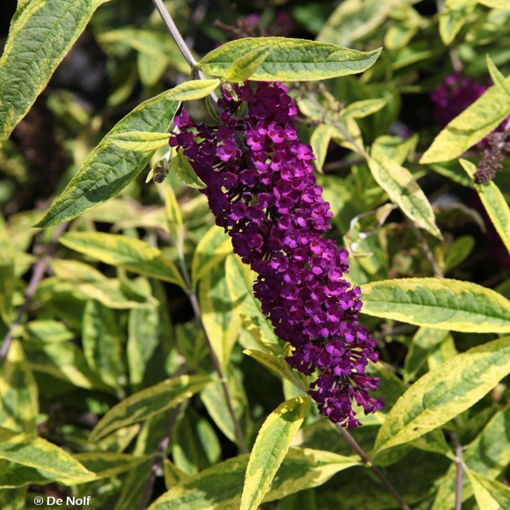 Buddleia davidii Santana - Arbre à papillons panaché