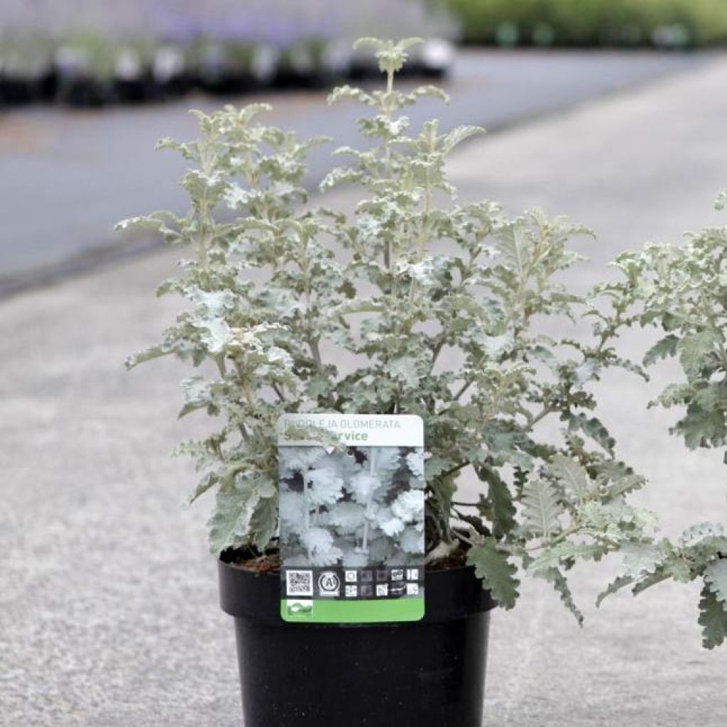 Buddleja glomerata Silver Service - Sommerflieder