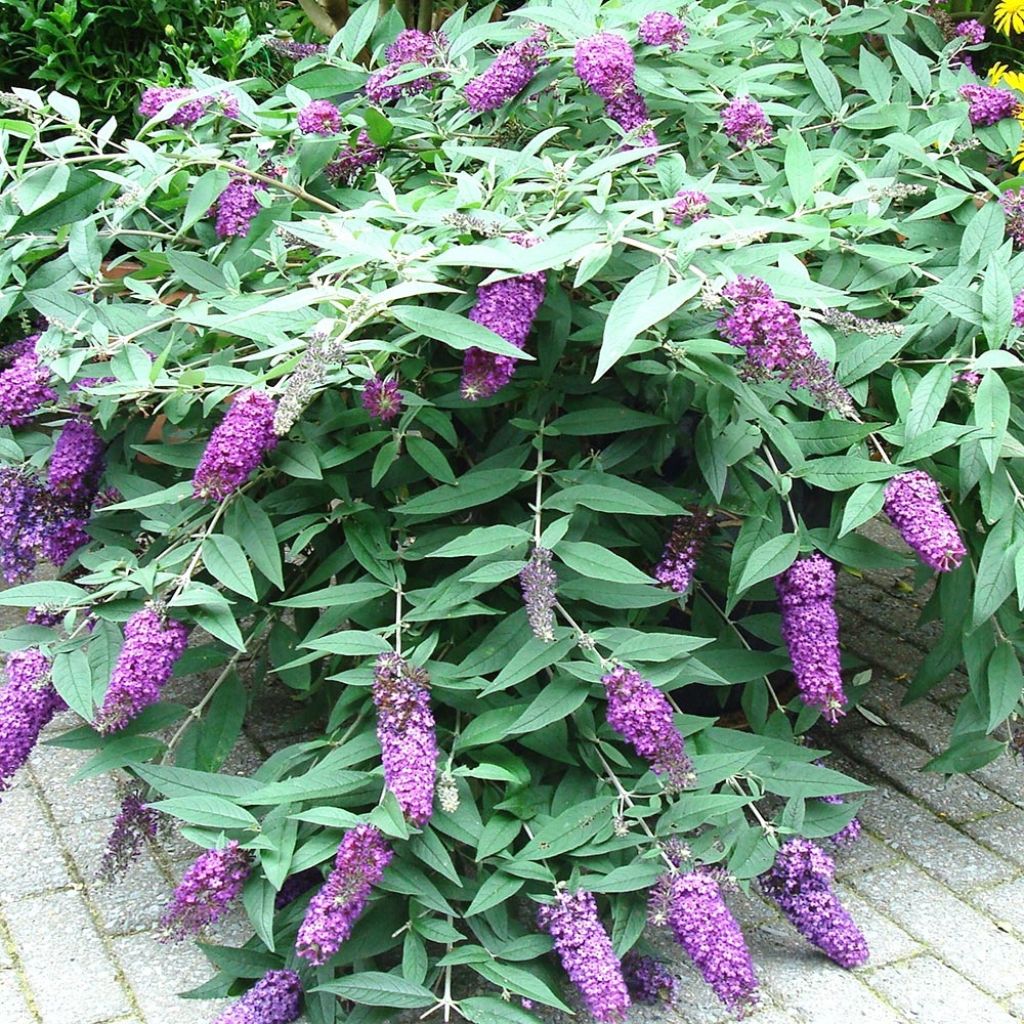 Buddleja davidii BLOOMTASTIC Dreaming Lavender - Sommerflieder