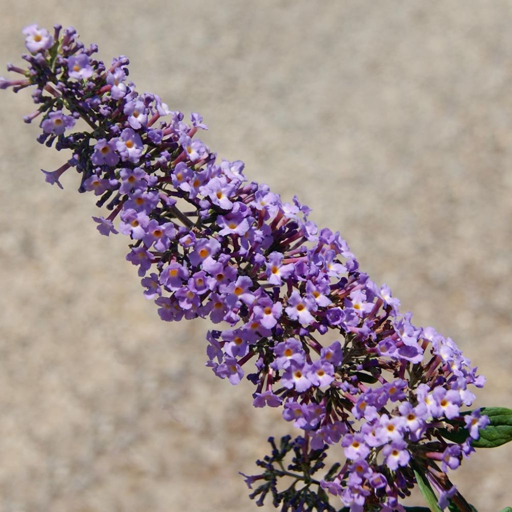 Buddleja BLOOMTASTIC® Dreaming Lavender - Arbre aux papillons nain