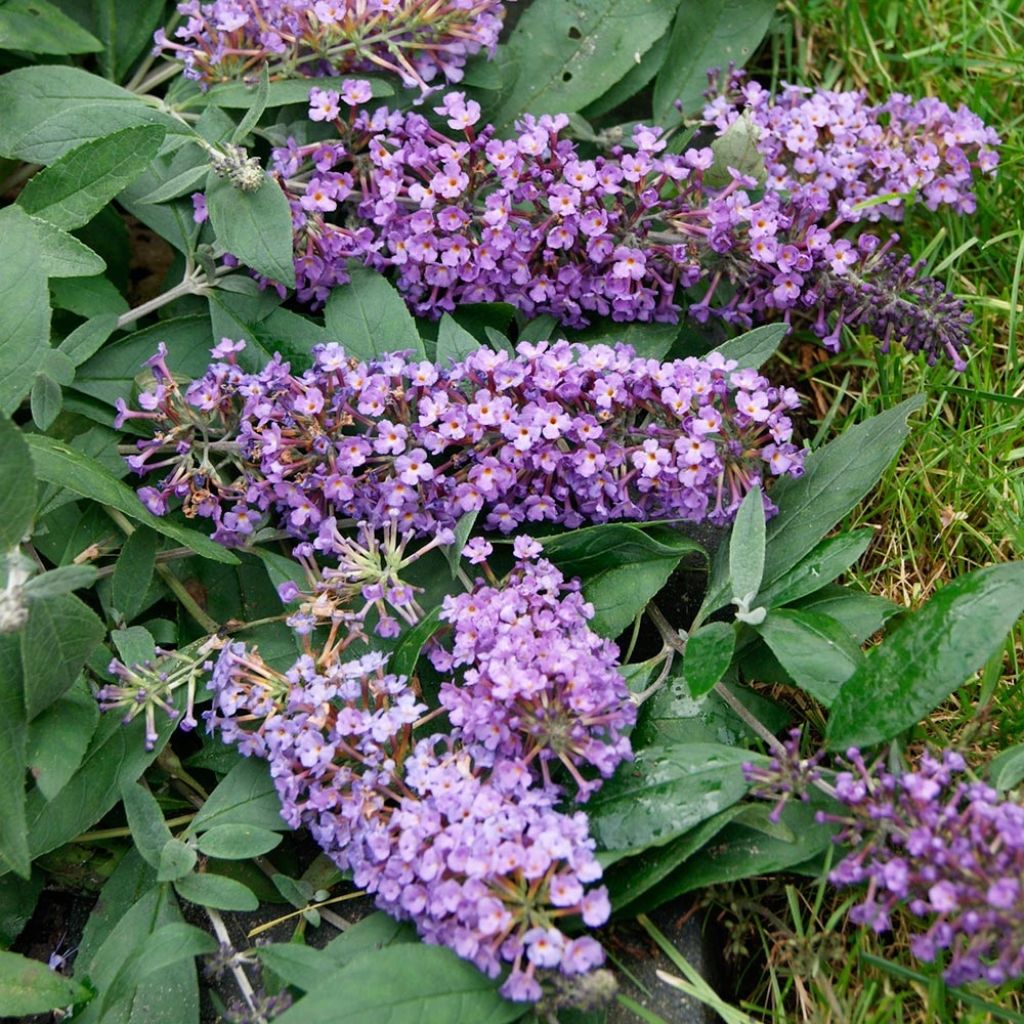 Buddleja BLOOMTASTIC® Dreaming Lavender - Arbre aux papillons nain