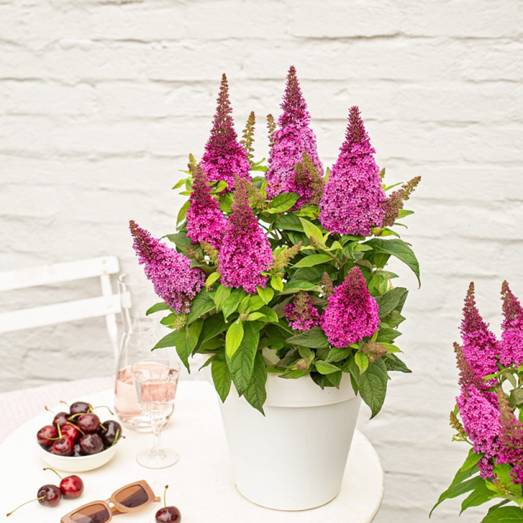 Buddleja Butterfly Candy Little Cerise - Sommerflieder