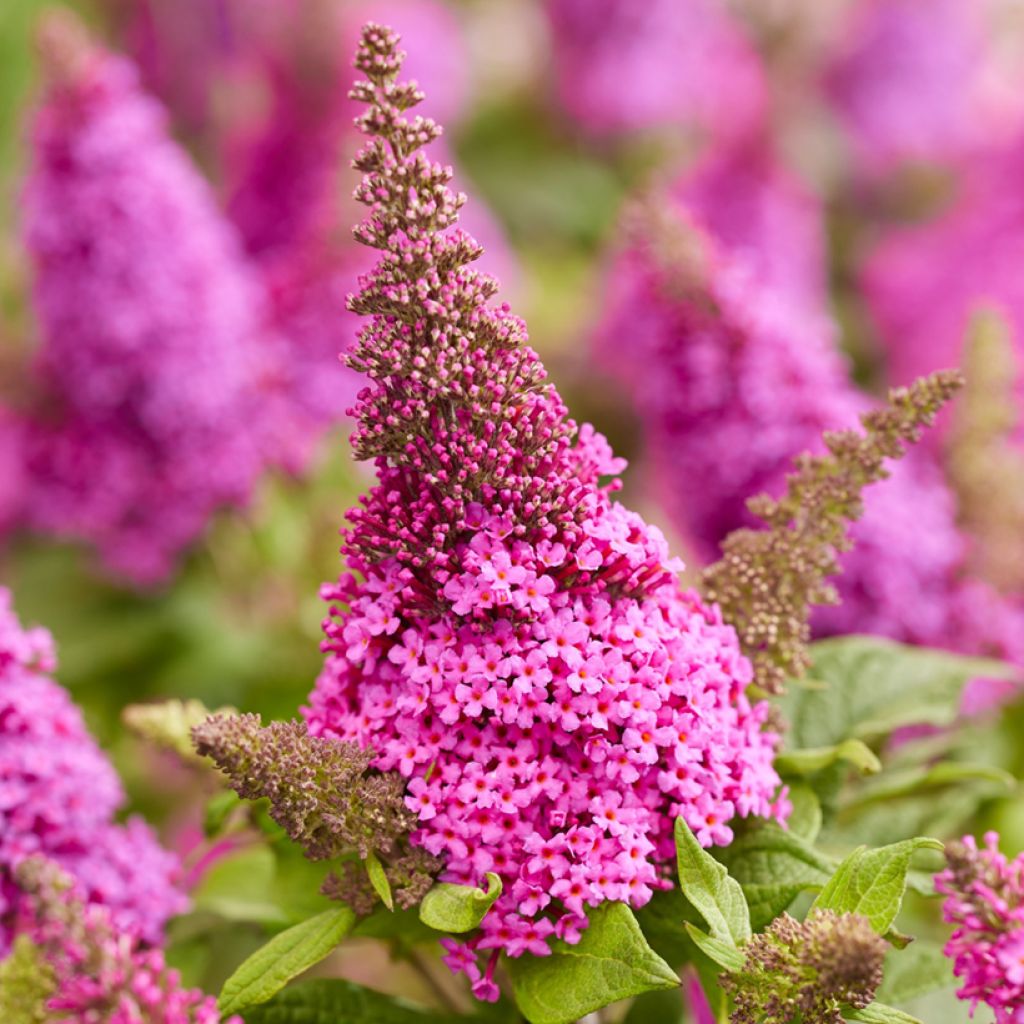 Buddleja Butterfly Candy Little Cerise - Sommerflieder