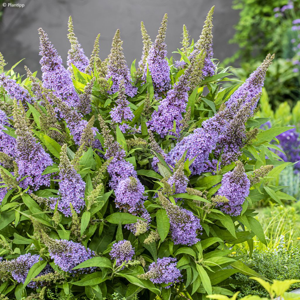 Buddleja davidii Butterfly Candy Little Lila - Sommerflieder