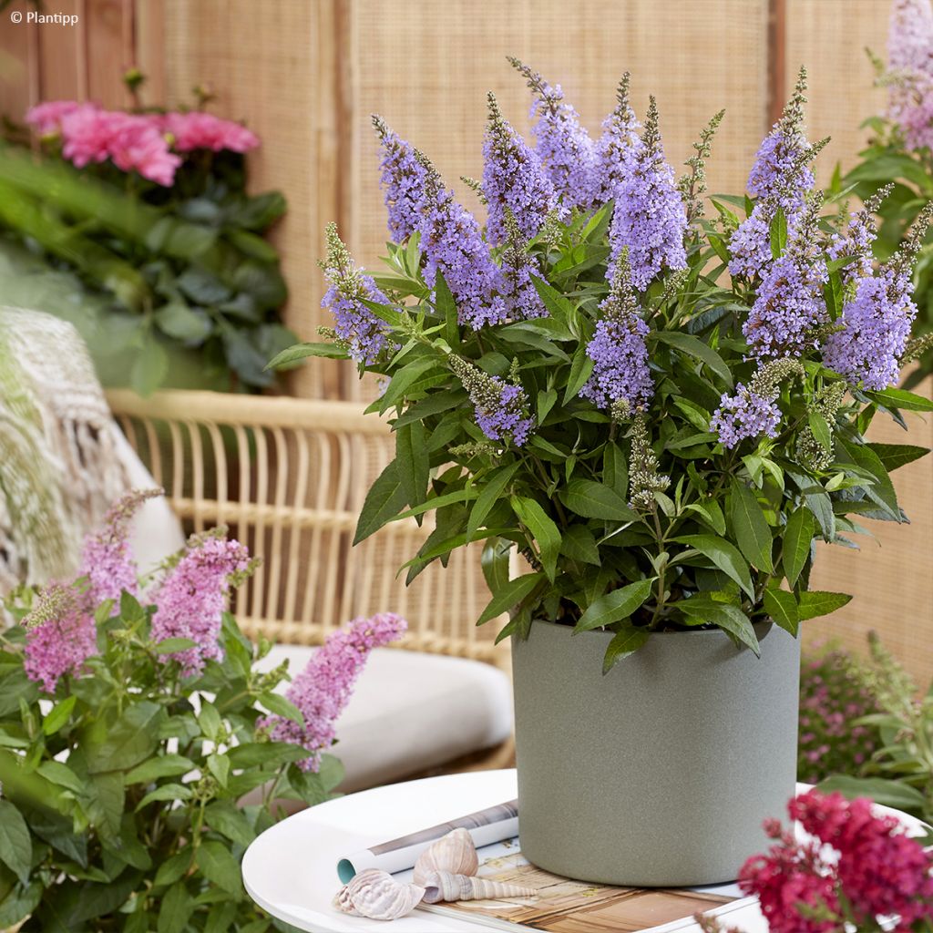 Buddleja davidii Butterfly Candy Little Lila - Sommerflieder