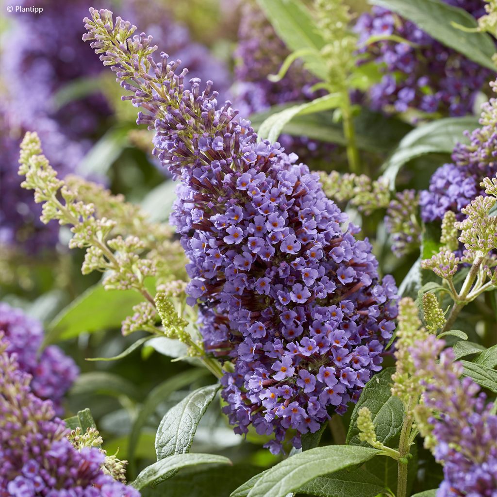 Buddleja davidii Butterfly Candy Little Lila - Sommerflieder