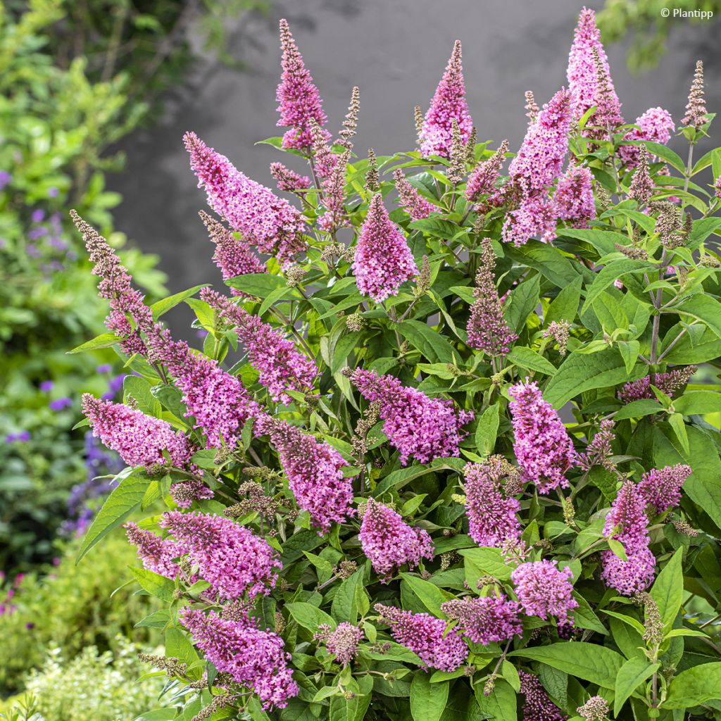 Buddleja davidii Butterfly Candy Little Pink - Sommerflieder