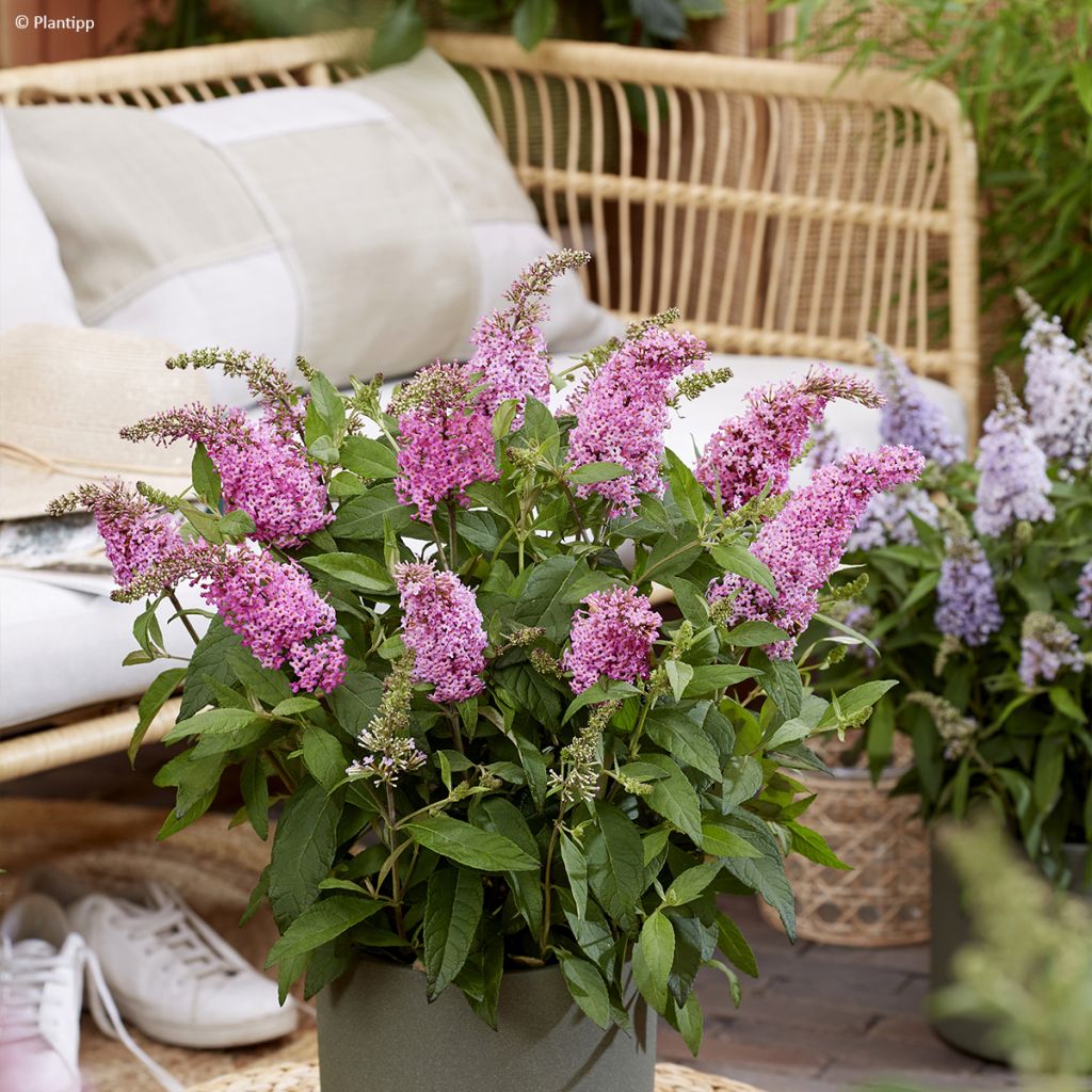 Buddleja davidii Butterfly Candy Little Pink - Sommerflieder