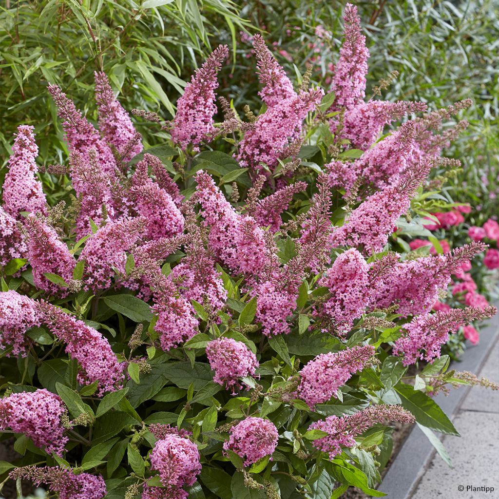 Buddleja davidii Butterfly Candy Little Pink - Sommerflieder