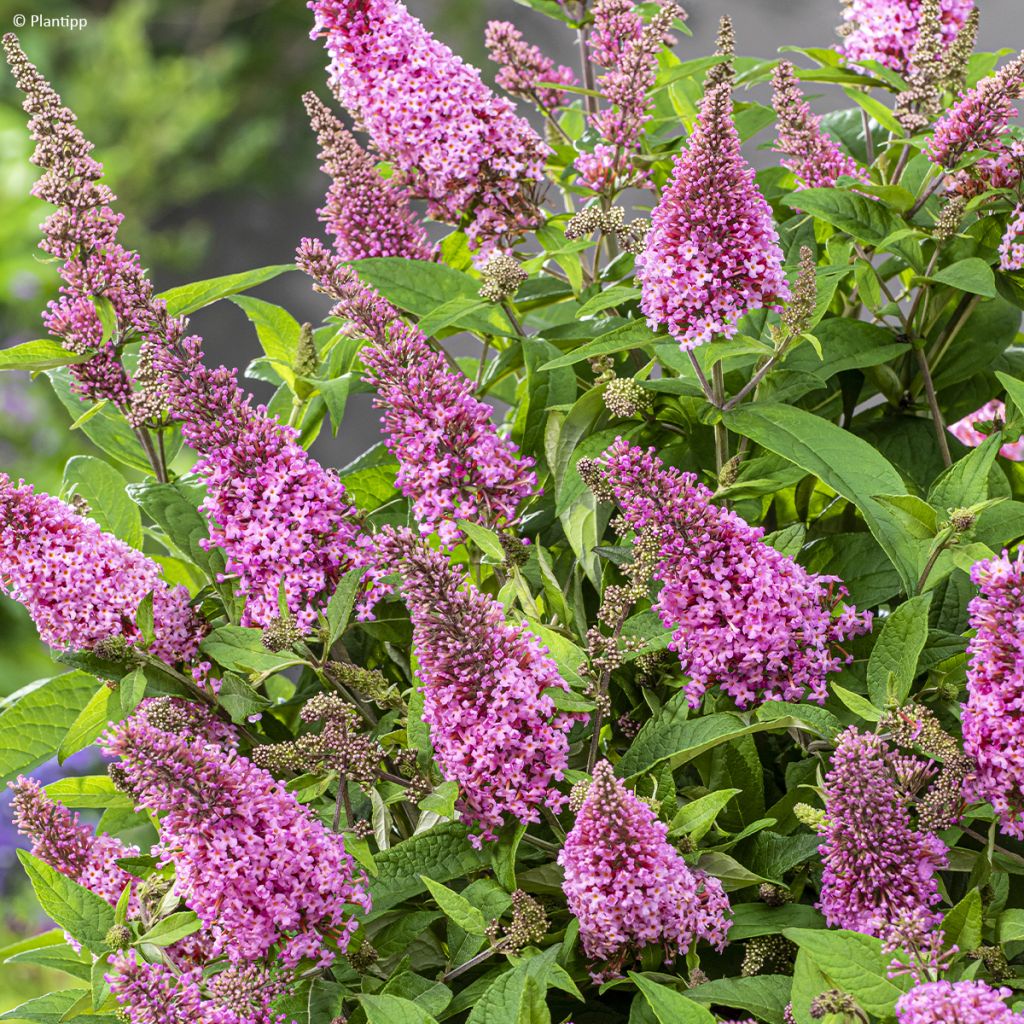 Buddleja davidii Butterfly Candy Little Pink - Sommerflieder