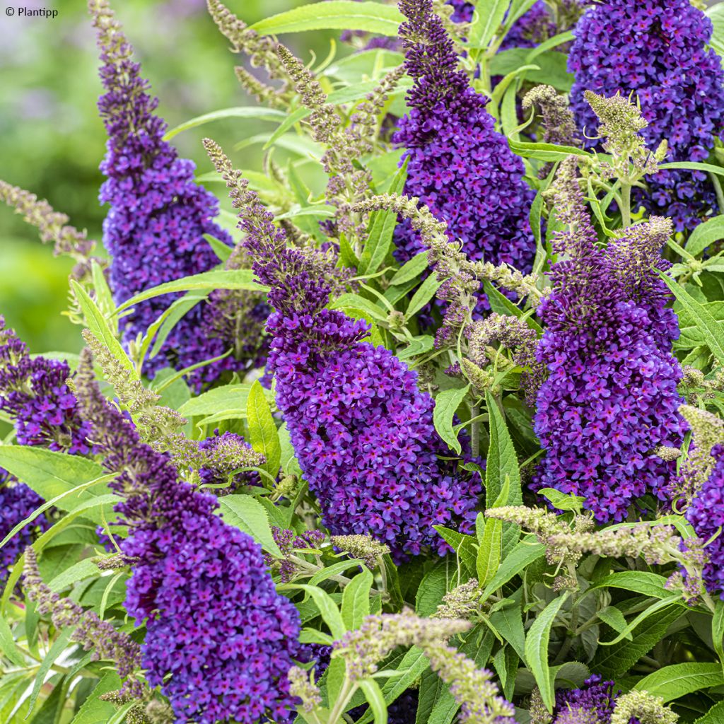 Buddleja davidii Butterfly Candy Little Purple - Sommerflieder