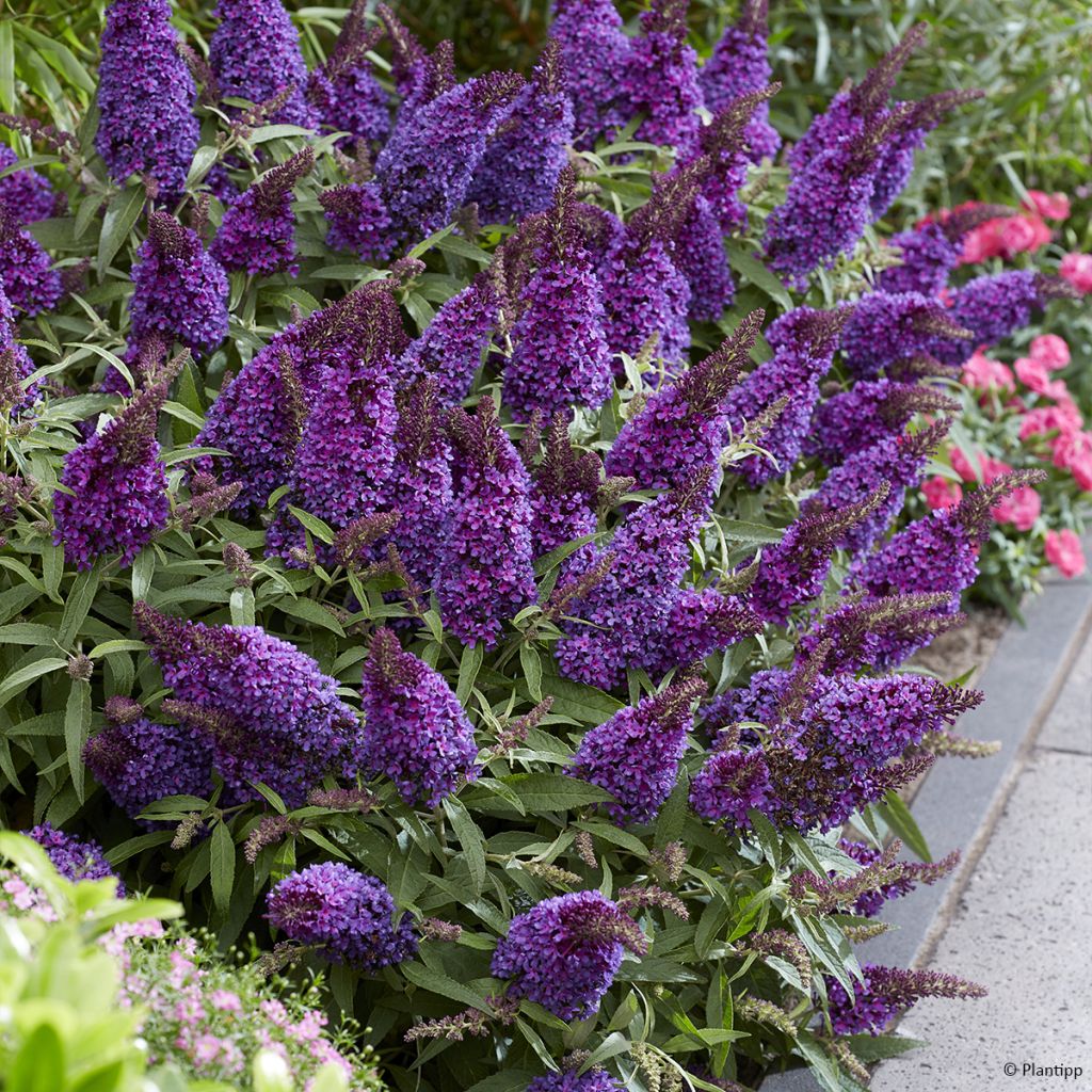 Buddleja davidii Butterfly Candy Little Purple - Sommerflieder