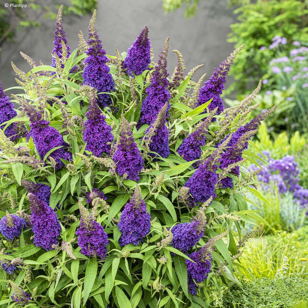 Buddleja davidii Butterfly Candy Little Purple - Sommerflieder