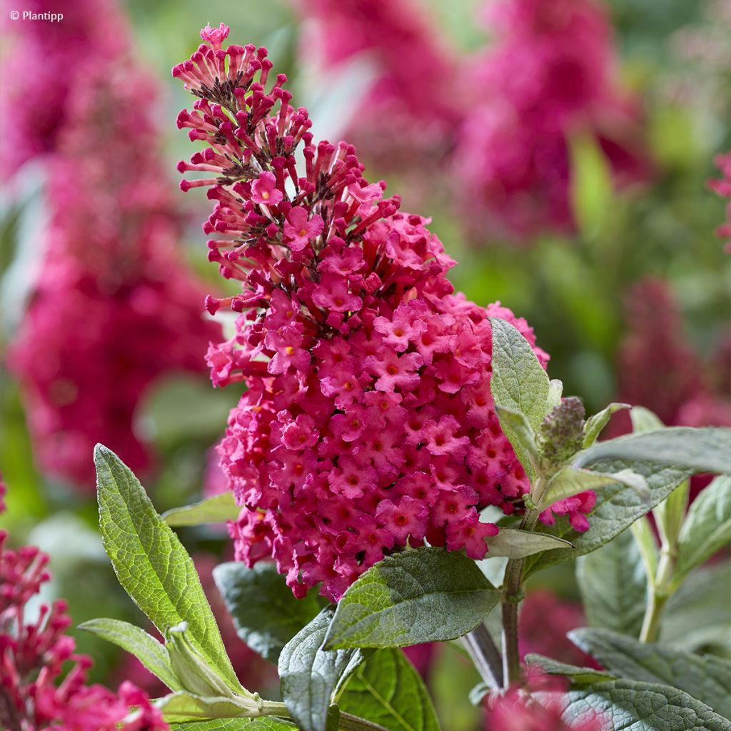 Buddleja davidii Butterfly Candy Little Ruby - Sommerflieder