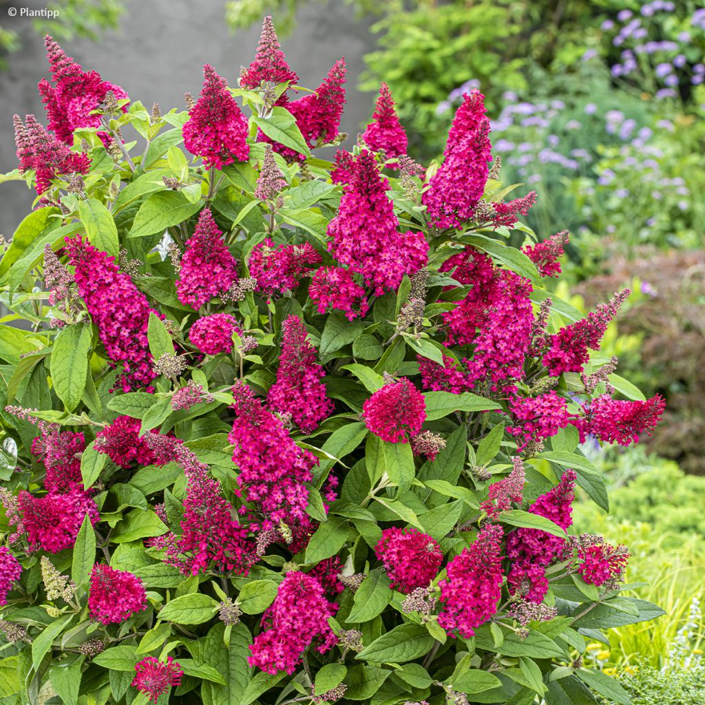 Buddleja davidii Butterfly Candy Little Ruby - Sommerflieder