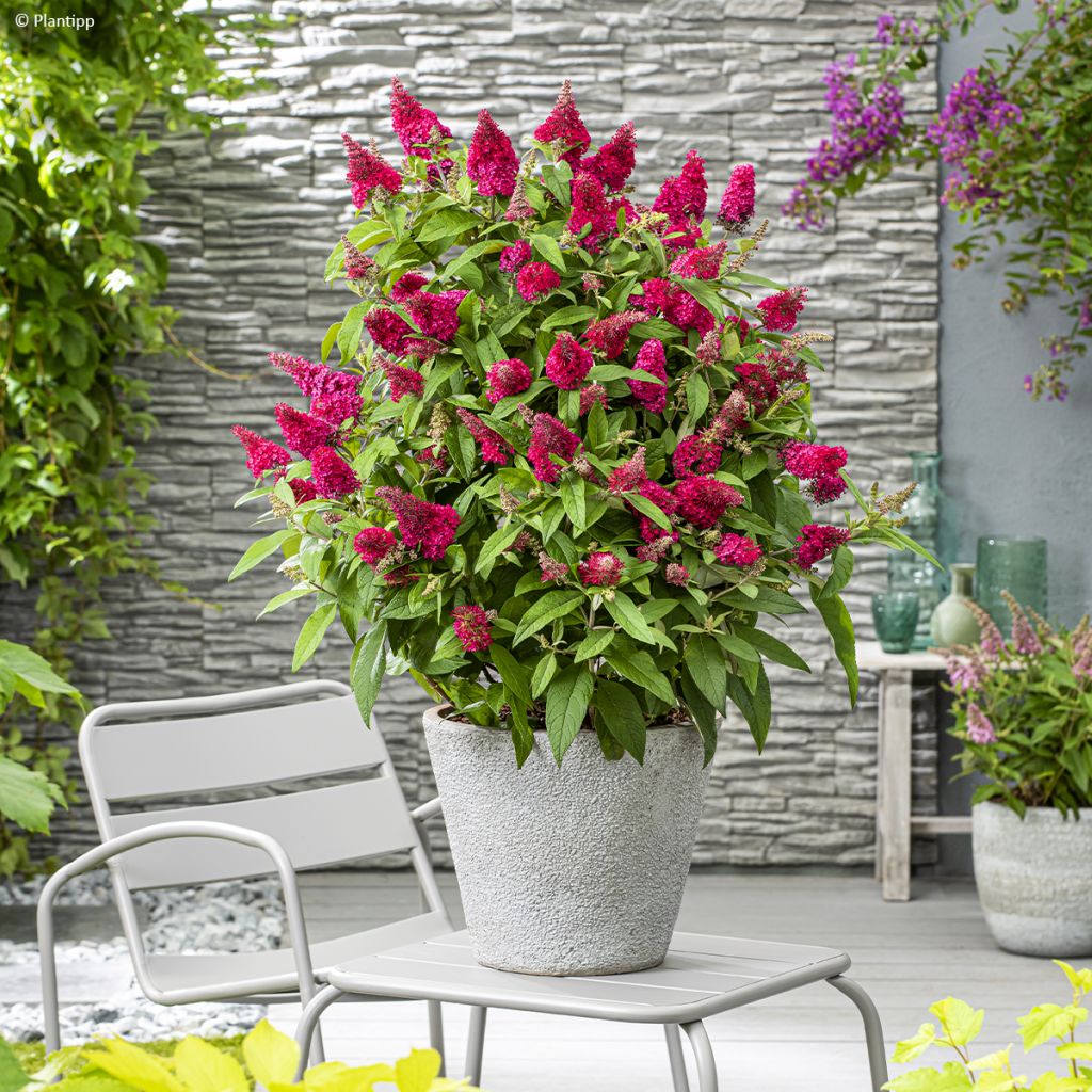 Buddleja davidii Butterfly Little Ruby - Arbre aux papillons nain rouge