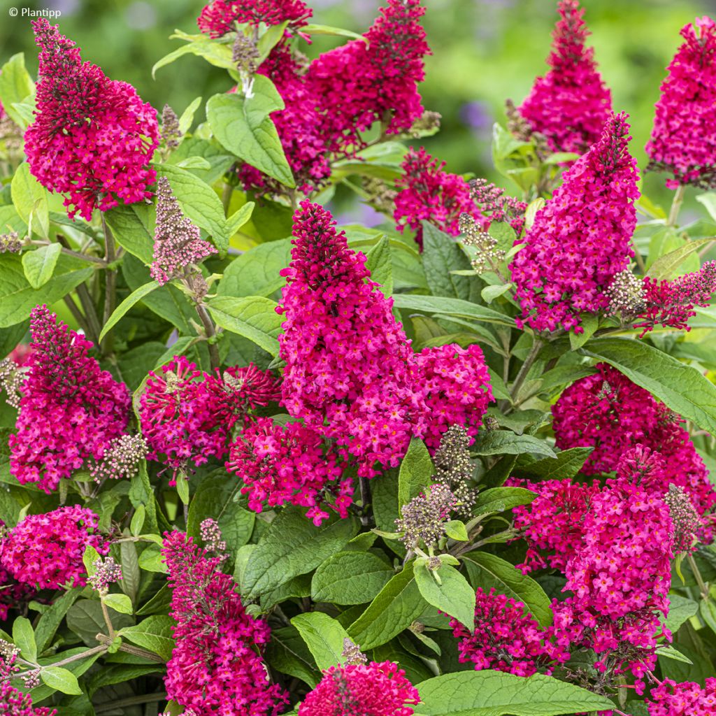 Buddleja davidii Butterfly Candy Little Ruby - Sommerflieder