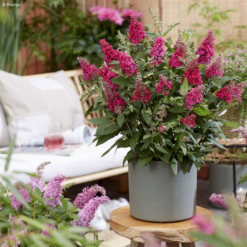 Buddleja davidii Butterfly Candy Little Ruby - Sommerflieder