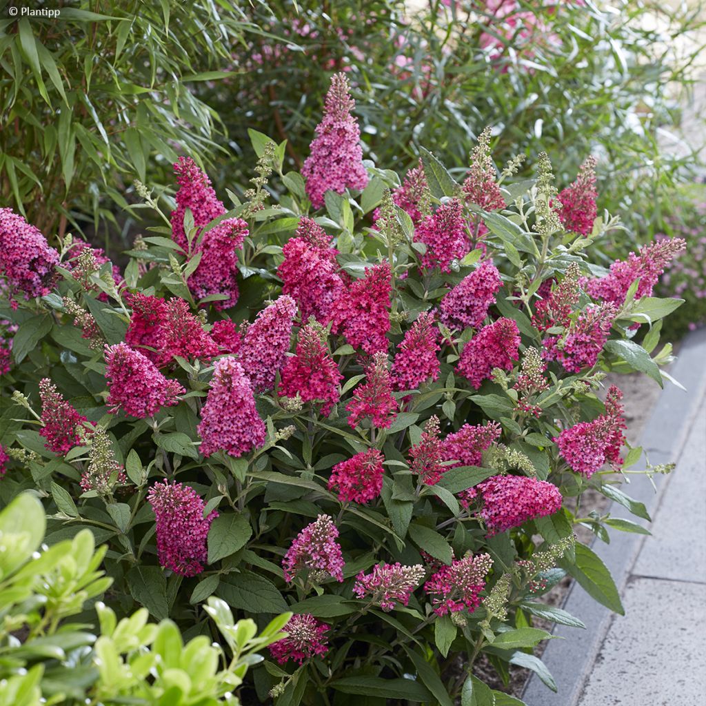 Buddleja davidii Butterfly Little Ruby - Arbre aux papillons nain rouge