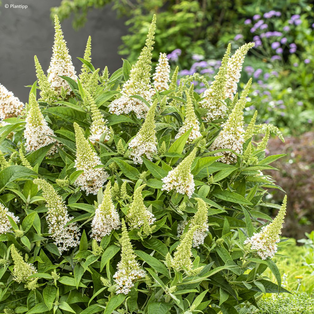 Buddleja davidii Butterfly Candy Little White - Sommerflieder