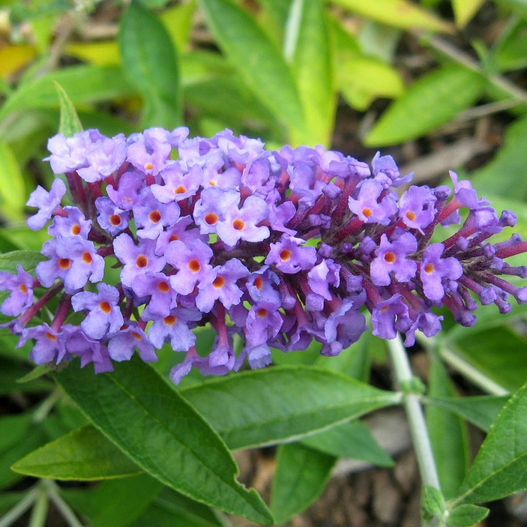 Buddleja Flutterby Peace - Sommerflieder