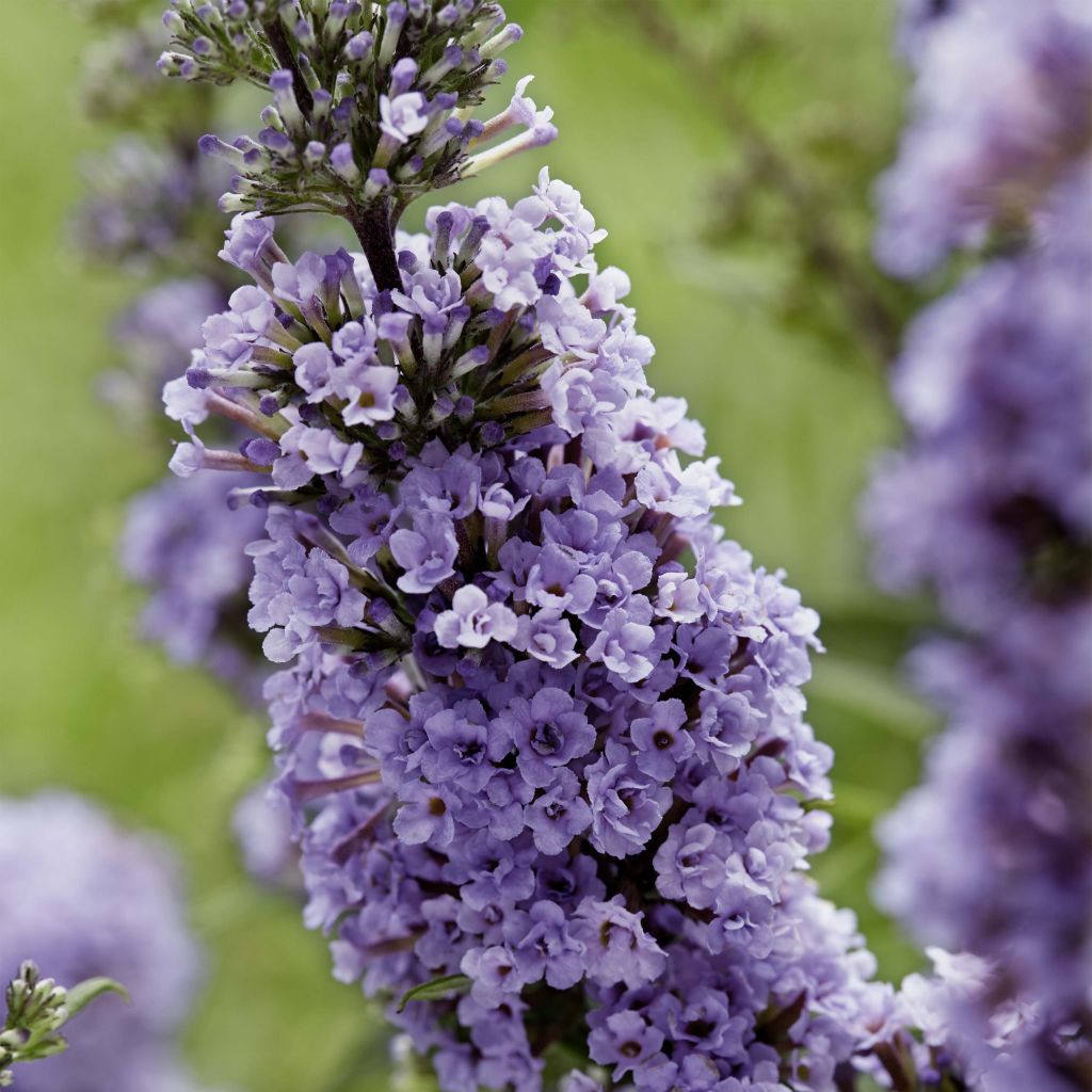 Buddleja davidii High Five Purple - Sommerflieder