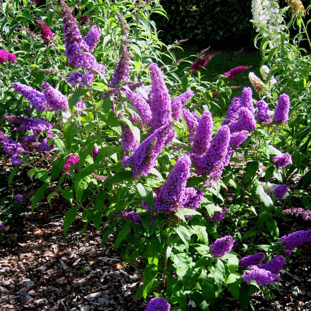 Buddleja davidii Peacock - Sommerflieder