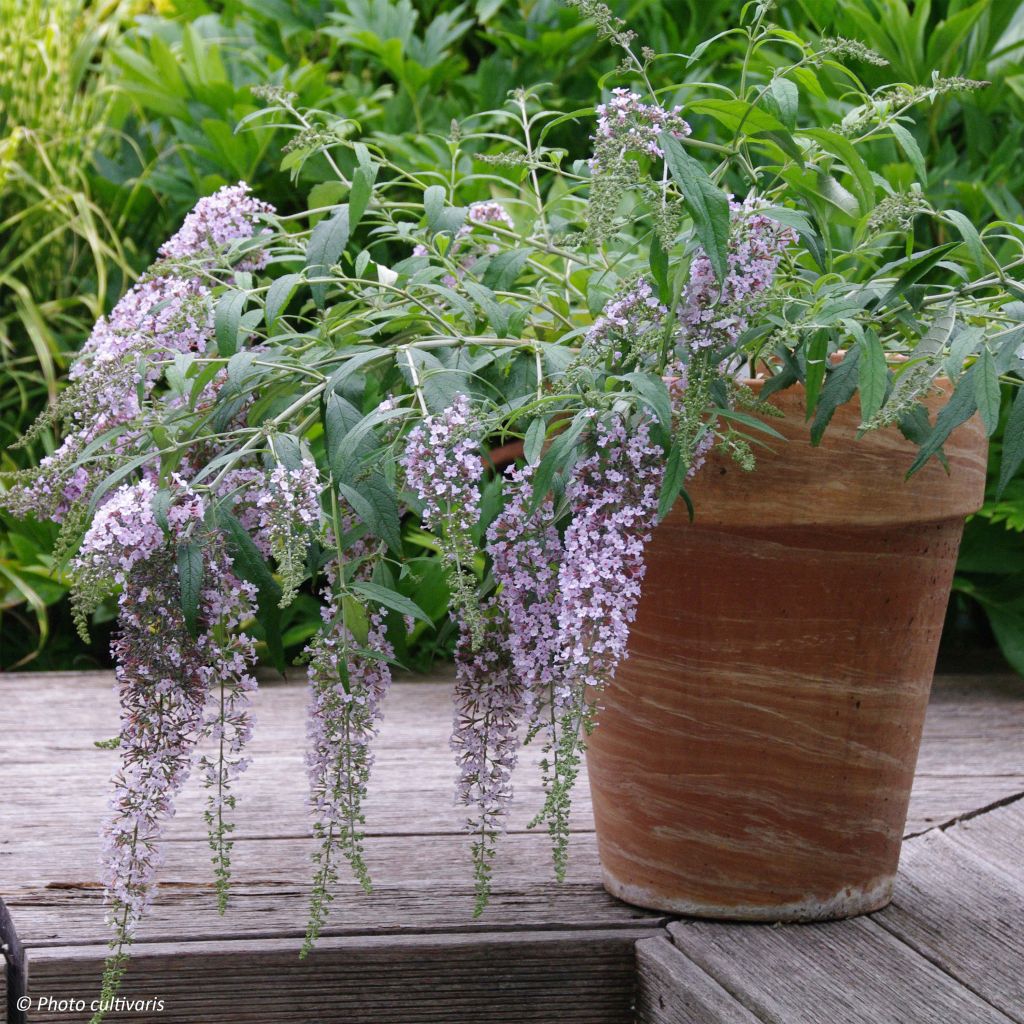 Buddleja davidii Wisteria Lane - Sommerflieder