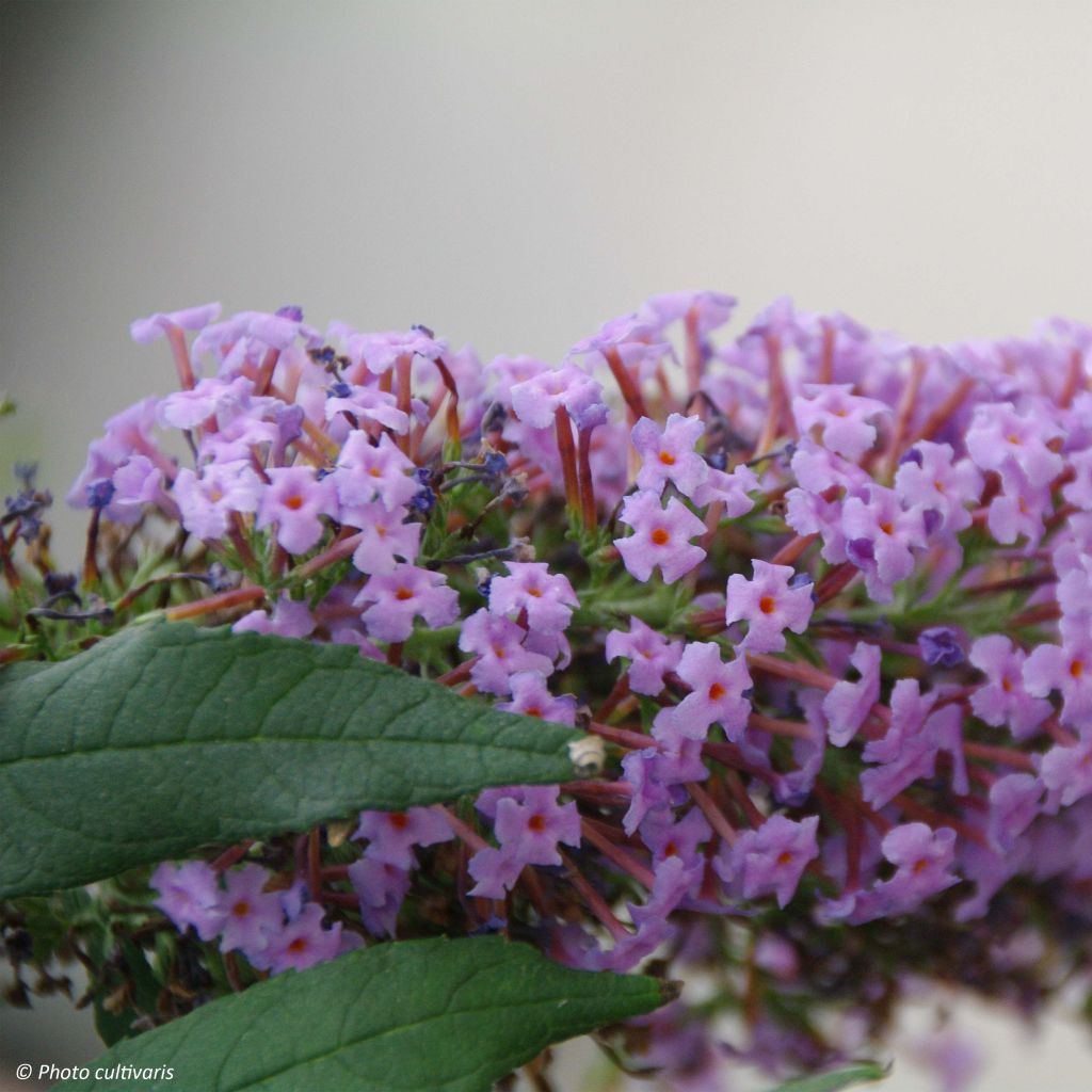 Buddleja davidii Wisteria Lane - Sommerflieder