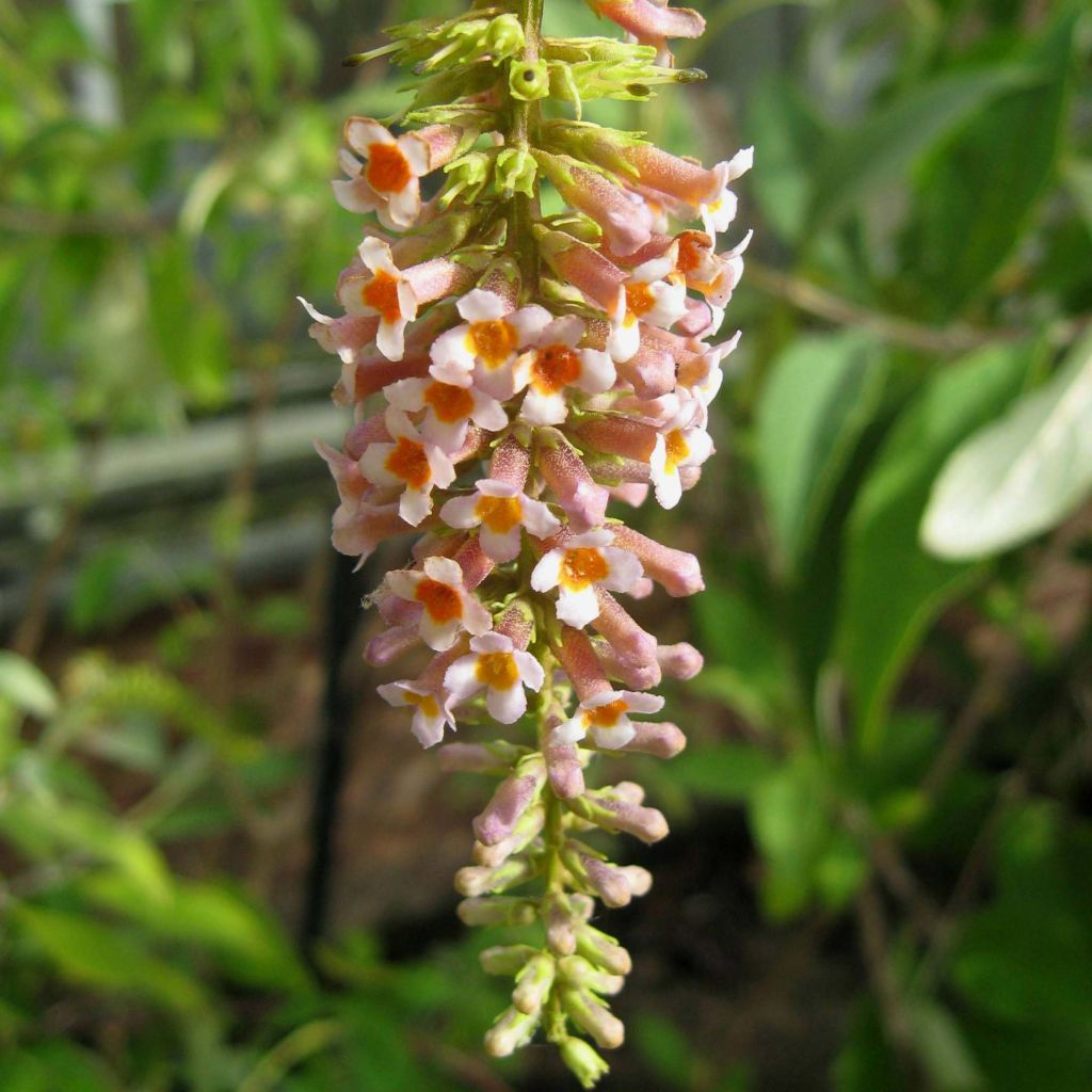 Buddleja macrostachya - Sommerflieder