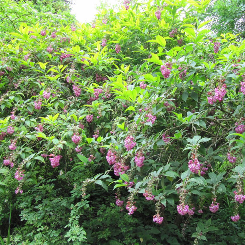 Buddleja colvilei - Arbre aux papillons