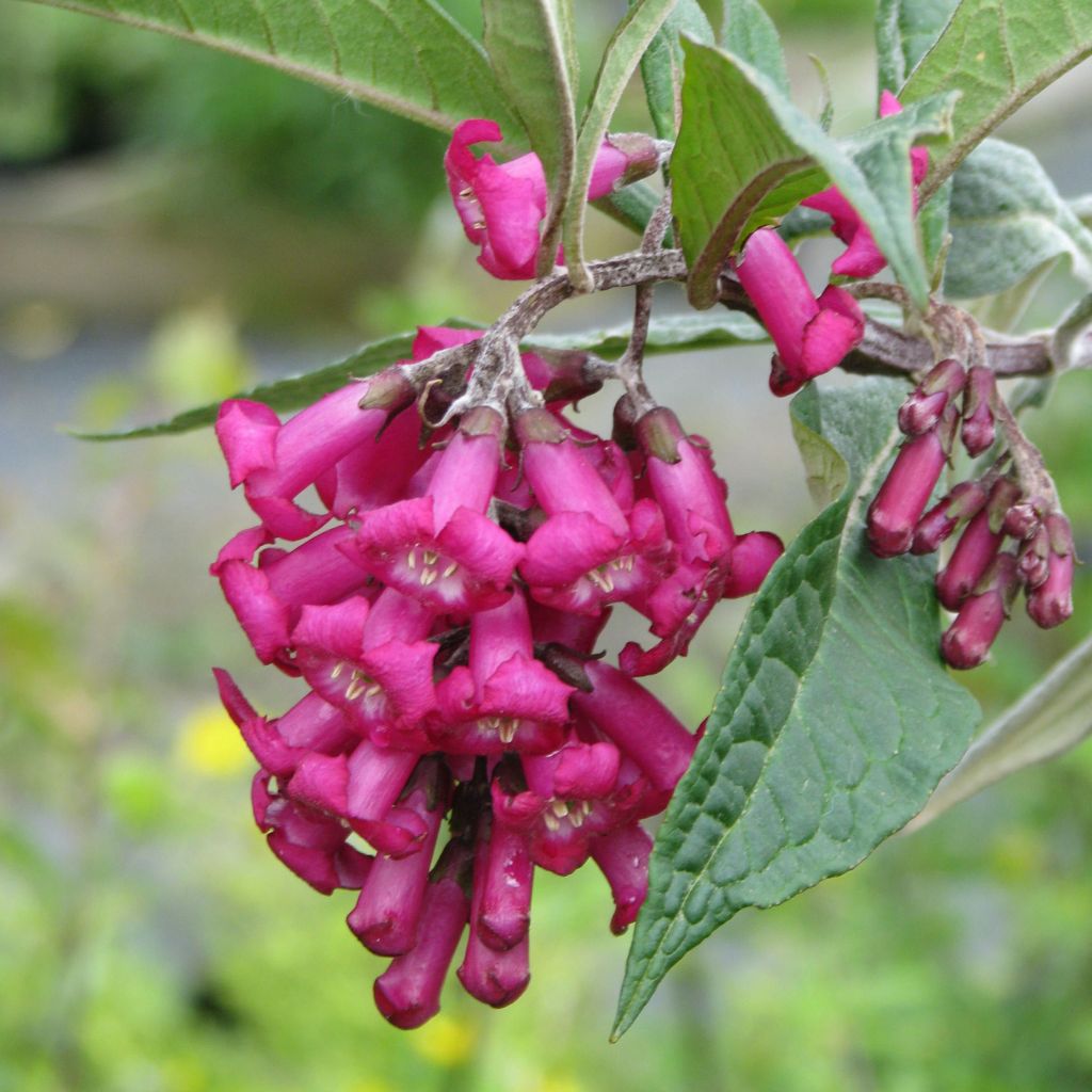 Buddleja colvilei