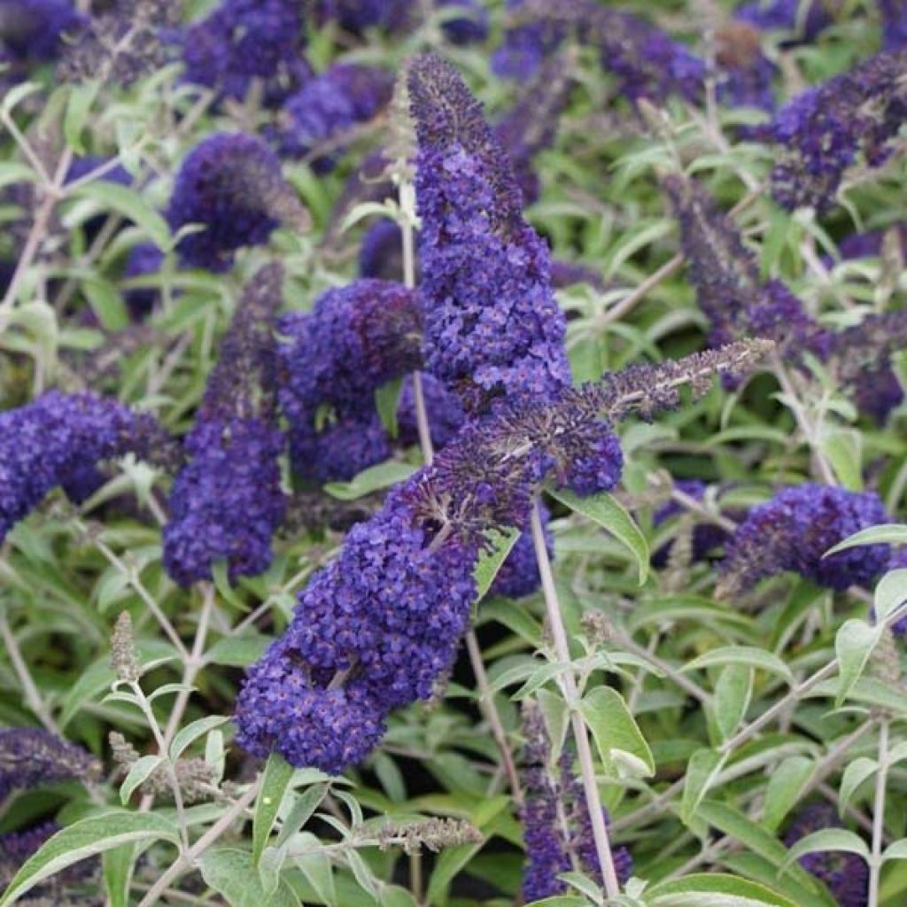 Buddleja davidii Adonis Blue - Sommerflieder