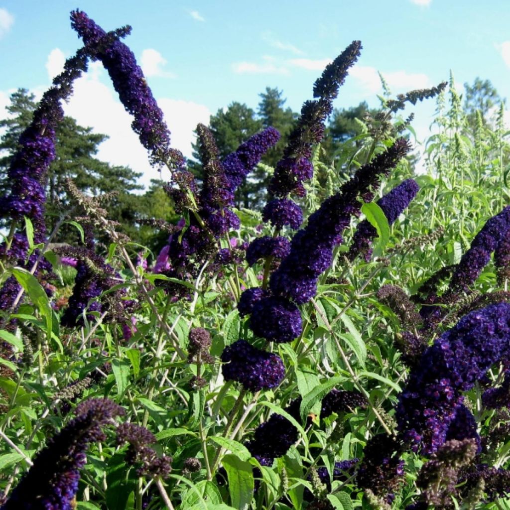 Buddleja davidii Black knight - Sommerflieder