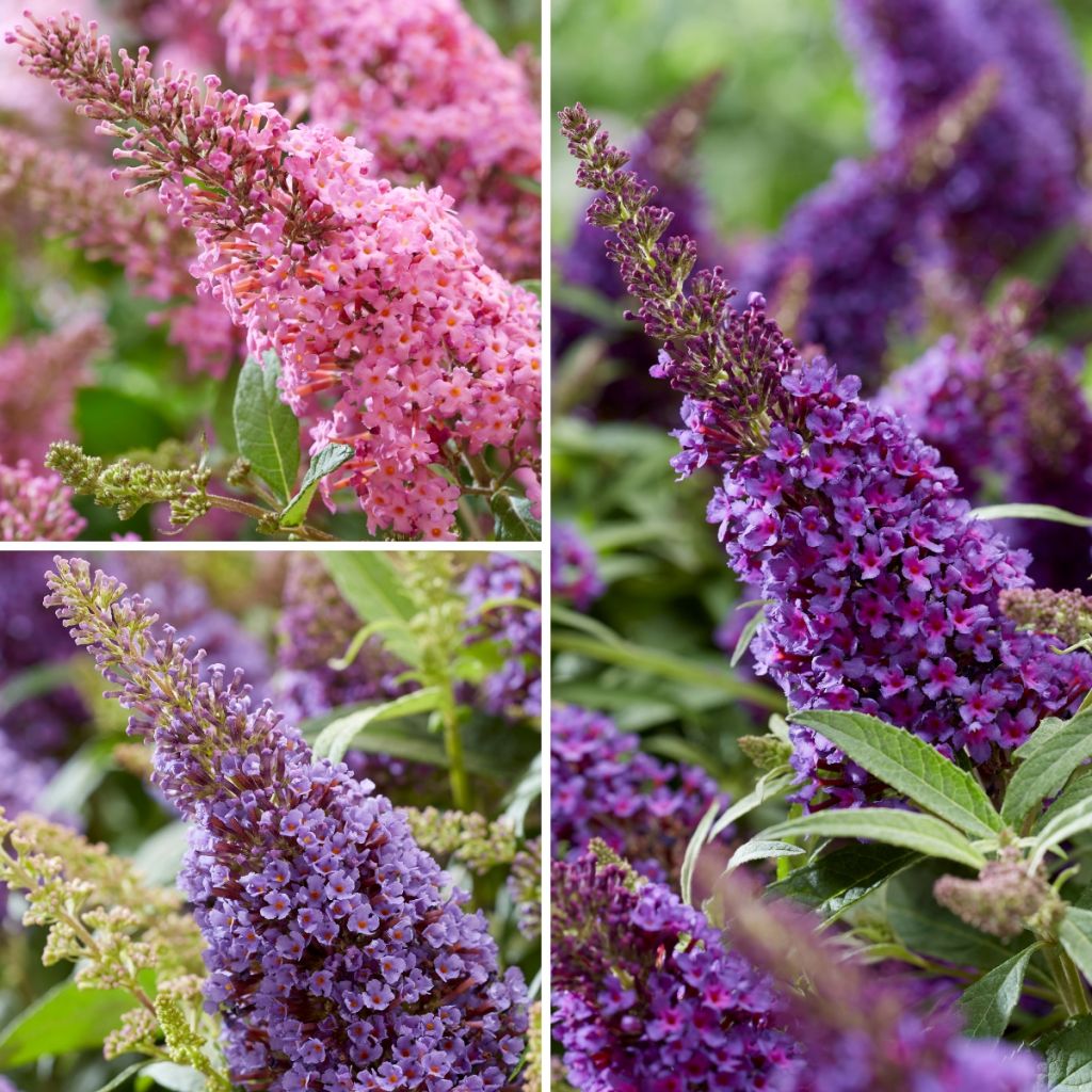 Buddleja davidii Butterfly Candy Trio - Sommerflieder