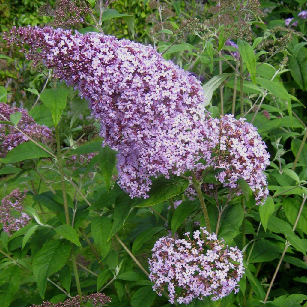 Buddleja davidii Gulliver - Sommerflieder