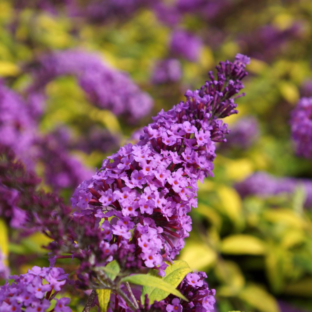 Buddleja davidii Moonshine - Sommerflieder