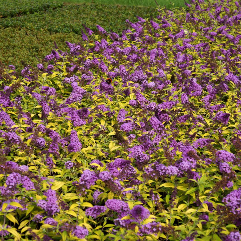 Buddleja davidii Moonshine - Sommerflieder