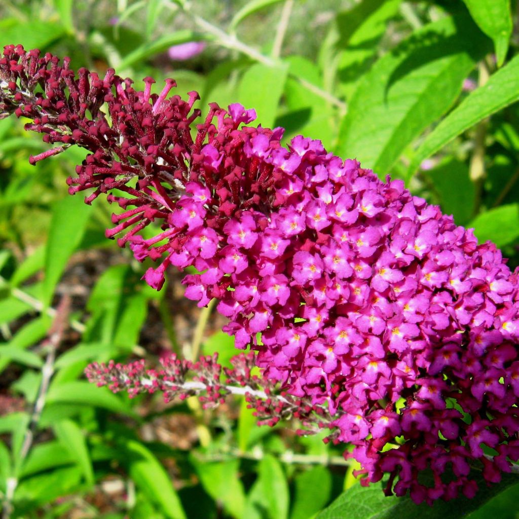 Buddleja davidii Sugar Plum - Sommerflieder