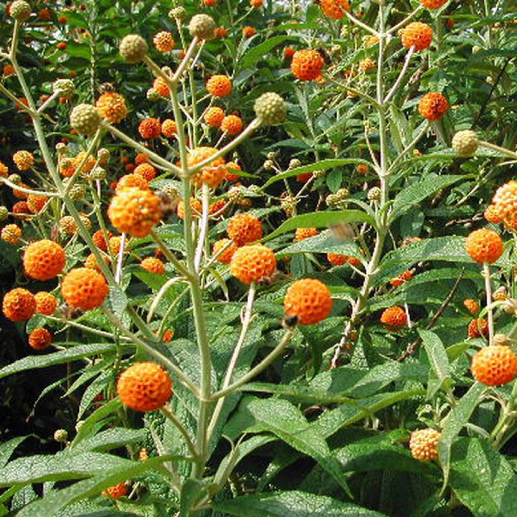 Buddleja globosa - Kugelblütiger Sommerflieder